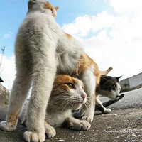 ��ͷ�¼�¼������è�ǣ�ԭ�����ǵ�������������ӡ�