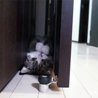 ��˭��è�����Է���������