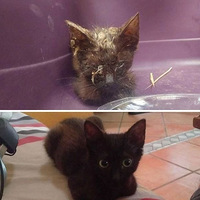 ����ů�ĵĶԱȣ�è�䱻����ǰ���췭�ظ��ı仯