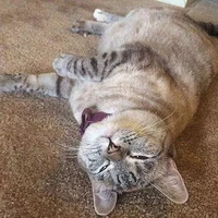 һֻ�������ڣ����޿���������