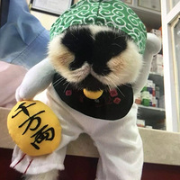 ������һֻè�ܳ���ȥ������һתͷ...