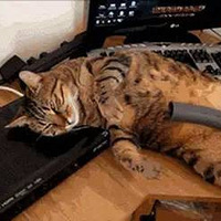 ������Ϊ������ڹ�͵ù��ҹ�������