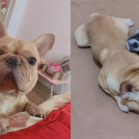 ͵��������Ĺ����������������ֳ�ץ����