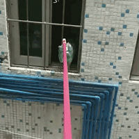 �����鱬������ÿ����Ŵ���ι�ھӼҵ�è����