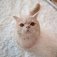 ��ֻèƽʱ��������ͦ�ɰ��ģ��������ϱȿ���ñ�Ӻ󣬸��ɰ��ˣ�