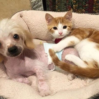 ԭ������������Сè��һҹ���շ������ģ��������һ���޹���