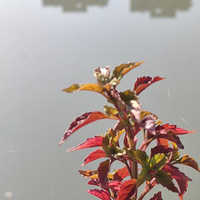 ����С��