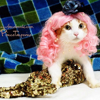 ̱����Сè�����������������������Ӣ��������ǰ���������