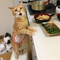 ���ϸ��������ڵĲ�ʺ�٣����������ǲ������ģ�