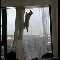 ���Դ��Ҽ�è��������������Ҳ�����ſ������ˡ���