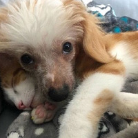 ���ﹷ����������è����զ�죬ֻ��һ����ˡ�