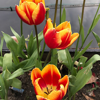 �������޳����˷ŷ�ŷ�����������17.6