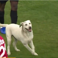 ����������ͻȻ���һֻ���˹������Ȼ�����ˡ�������Ȯ����