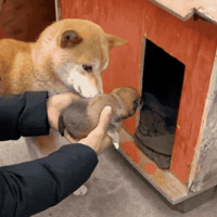 ����̥��ͥ��ʢ����һ���ݲ��ö�Ȯ��