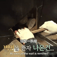 ů�ģ�����������ǽ����ֻè�Ĵ��壬��ǽ��Ȼ����ջ�һֻ����