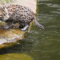 ̩������������񵽸ճ���Сè��ԭ���Ǻ�����С��è��