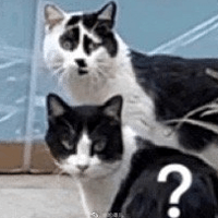 è���������2020���һ�����è�����˹���������������