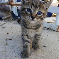 ����һС�羭��·�ߵķ��棬������һ�򣬾ͱ�С��è������...