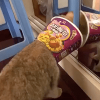 ���Ѹ�è�����˸�����ɯ��Ȧ��è���Ϻ�ֱ�ӿ��ˡ�