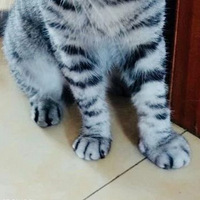 ���Ѽ�è���۷�����ˣ��úõ�èjio����ˡ�