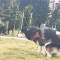 Ӣ���������Ԥ����������Ҳ����ɱ���أ�������ү�µ��֣�