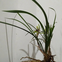 �������� ������Ϊϲ��������֮һ