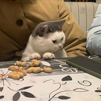 ���Ѽ�è���˲���͵������è�߲��񻹲�������