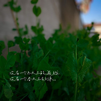 ���������е�С����