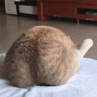 ���٣�������˵���Ҽ�è�Ǽ��ȱ�ġ���