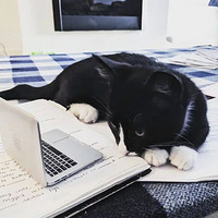 ��ֻèѧϰ�����ӣ������ڼҹ������㡭