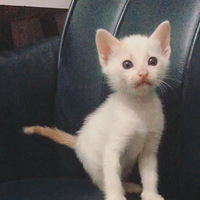 ����С��è�����º��������׳�������˾�����������ƭ����