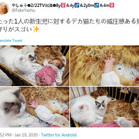 ���Ѽҵ���ֻ��è�ػ�С������ѹ�ȸ�ǿ��Ҫ��������ˣ�