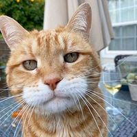 ��è������а�ɫ��ɫ�飬���˿������������۷�����һ����