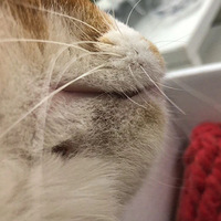 լ�ڼҵ�20������Ҽ�è�ɹ������ˡ�