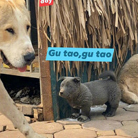 ��ֻ����Ϊ����̫��һֻ��è�������ϻ��ˣ�