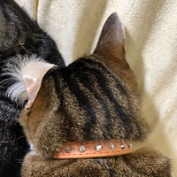 èè�Ķ���˯���ˣ�����ʱһ���±ƣ����ѣ���ܴ�����ӡ�