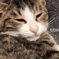 ��������è��������ô�죿���ߵȣ�ͦ���ģ���