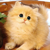 ���Ҹ�С��������Լ���