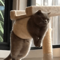 è���ڹ���ʱ���ң����ǡ�����ʺ�ٹ�����è�����ϣ�