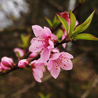 �һ�����