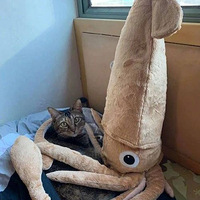 ���������ֻè���˸�������ߣ���Ϊ���ǻ�ϲ�����������ˣ�