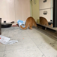 ����ô�ܹ�è�أ�Ҫ�־͹��Լ�û�źö�������