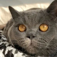 ����û�뵽����èèժ������ͫ������ֵ��Ȼ�͵���