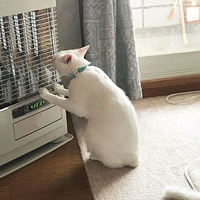 �������䣬��è��Ȼ����ů��ǰ��������ؿ�צצ���ô�����