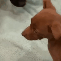 ƾ΢Цļܣֻ˹Ӯ