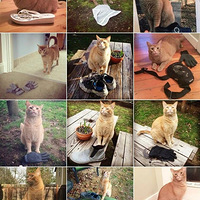 ���������Ҽ�è������һ����˿���¡���