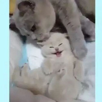 С��è���۴�ޣ�è��һ���ƾͽ�������ˡ�����