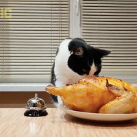 �ڼ��г��裡���Ѻ�è�����˵����Ϸ��