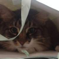 ���ܴ���������è�ͱ������СŮ�����ɾ��˱˴���õ���顭