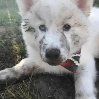 Сиչˣϲú󣬻ͻ䡭